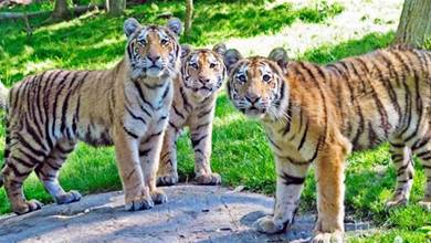 紐約動物園傳5虎3獅群聚感染！首見「無症狀」確診老虎